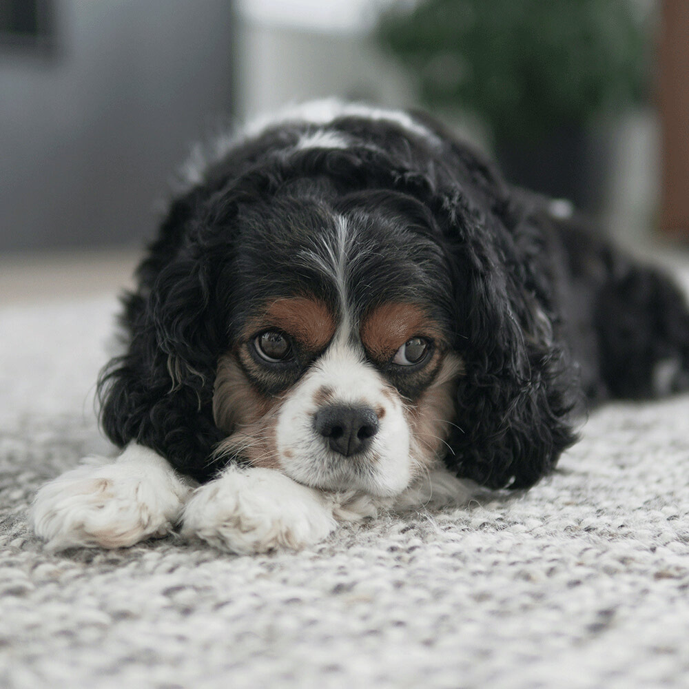 Sire: Prince Edward